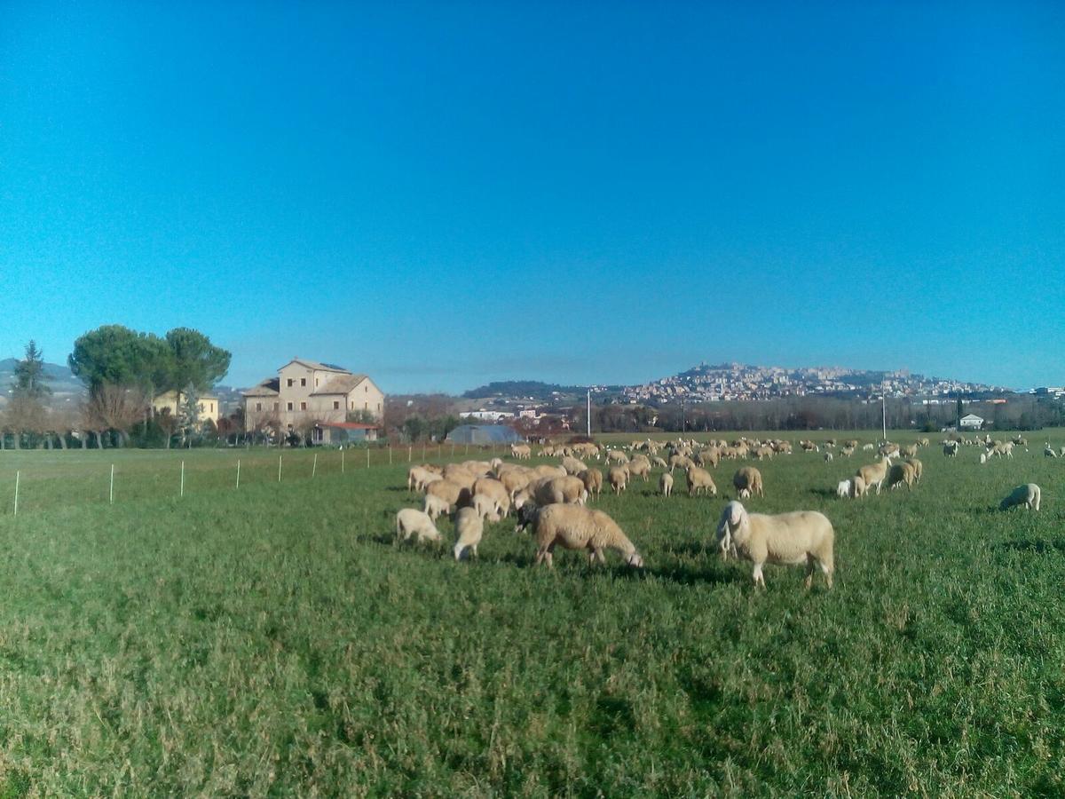 Alla Bigattiera Osimo Esterno foto